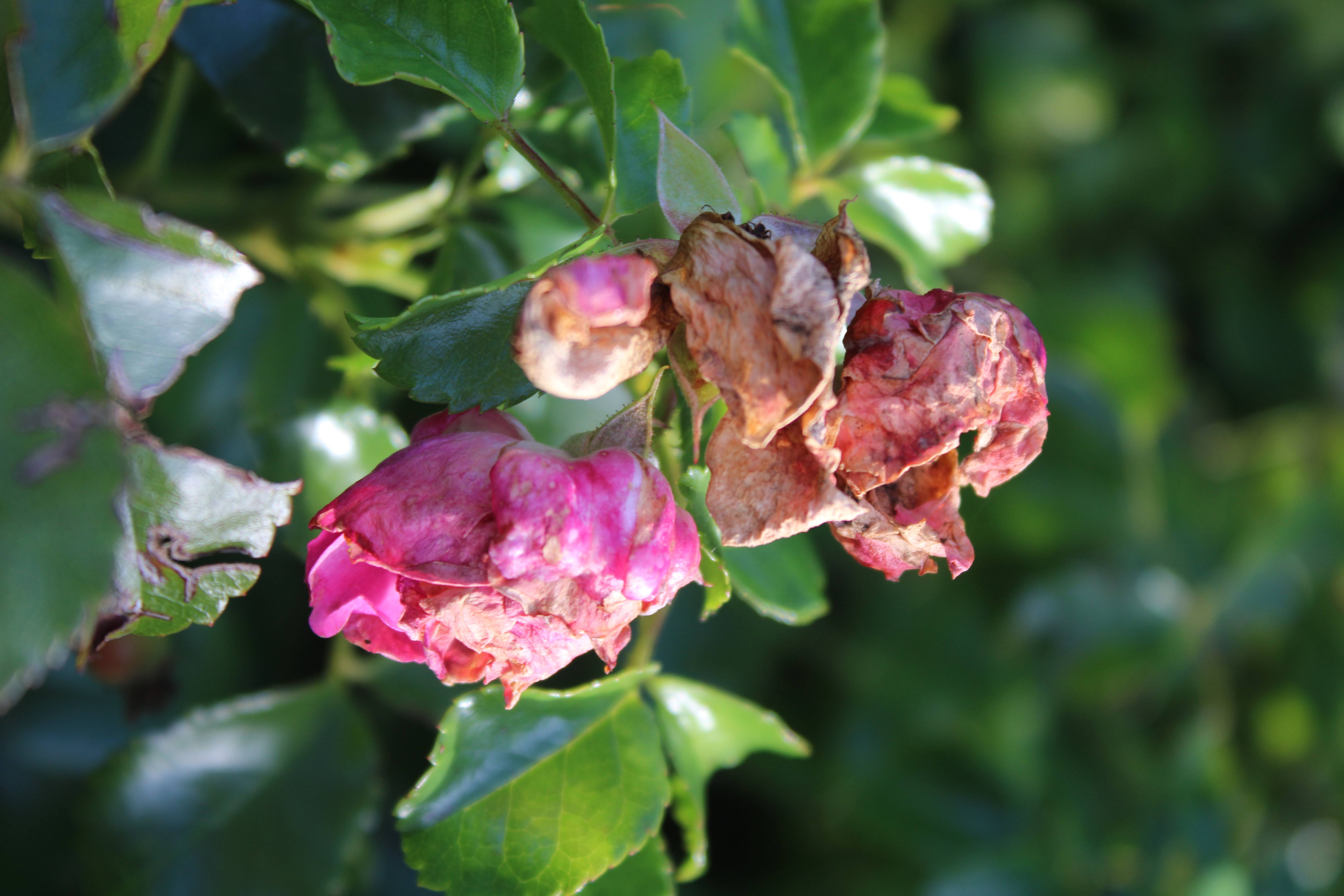 Photography 12